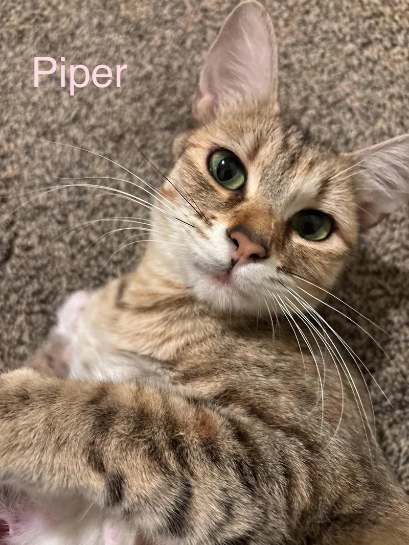 Piper thumbnail 3