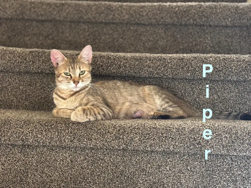 Piper thumbnail 5