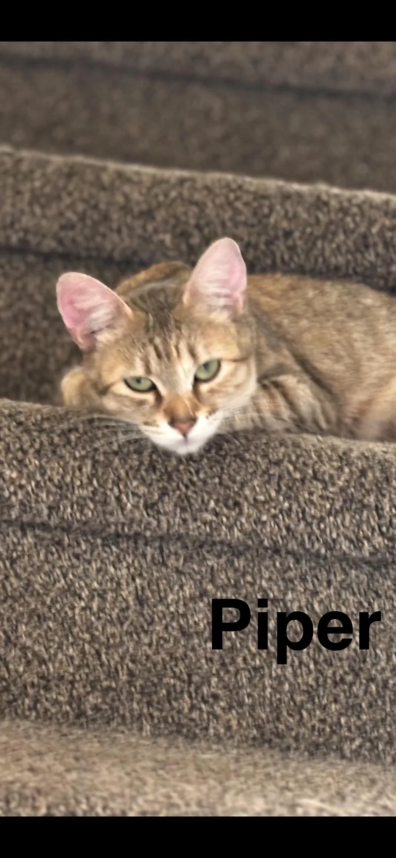 Piper thumbnail 6