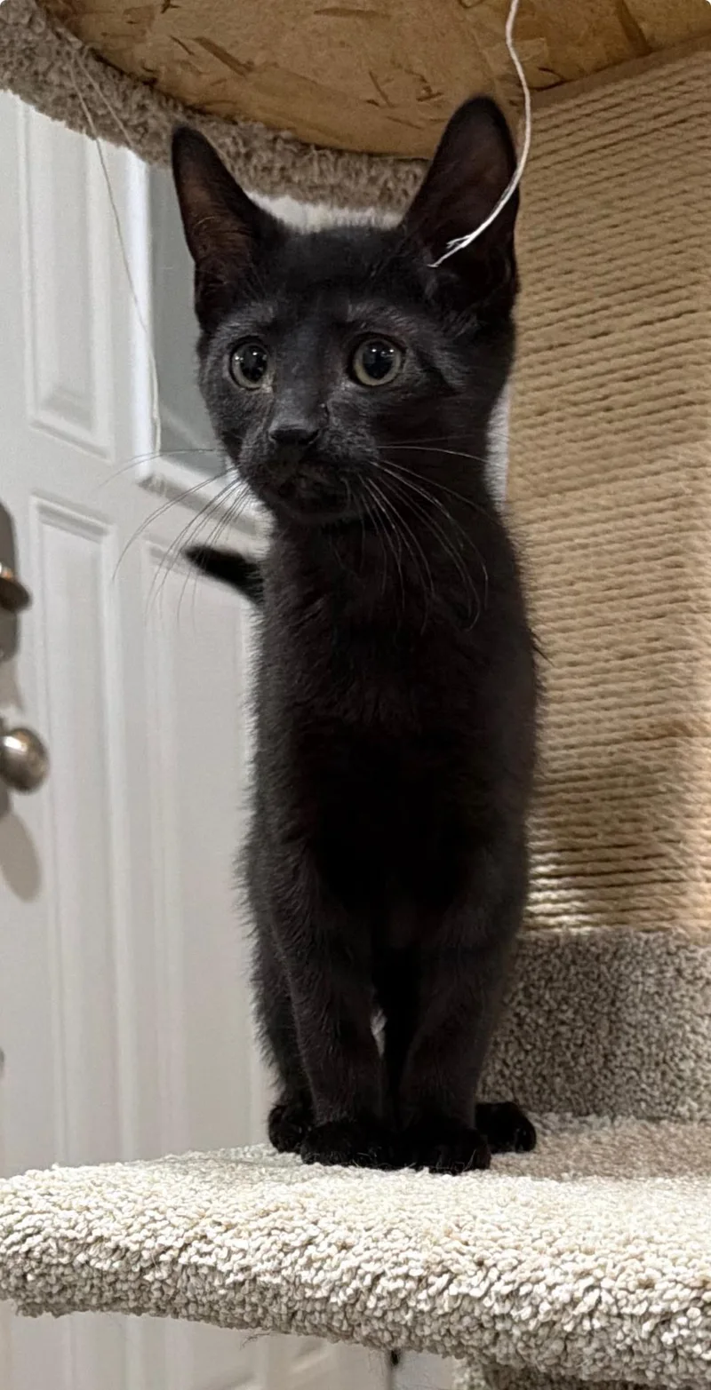 A young large-sized male Black Domestic Short Hair cat named Lucky for adoption in Wheeling, IL
