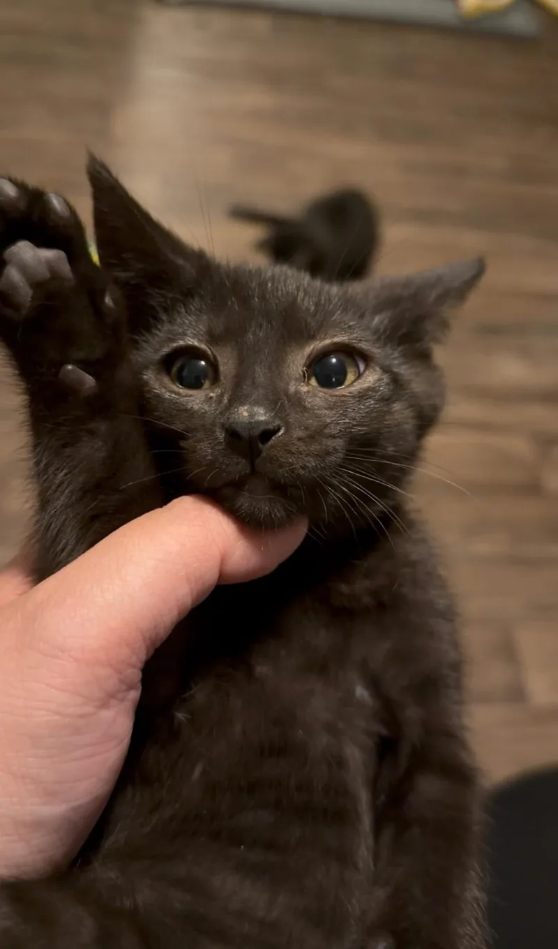 Lucky thumbnail 2