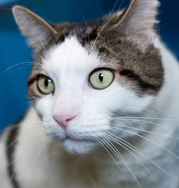 An adult large-sized male Domestic Short Hair cat named Kattrina for adoption in Boston, MA