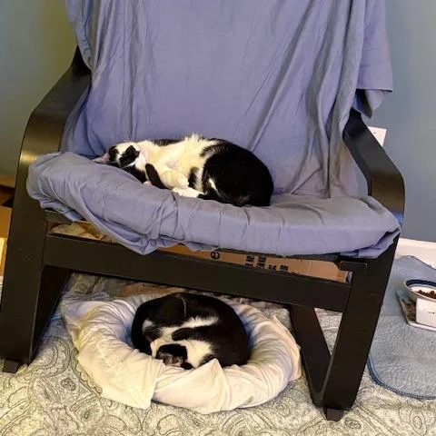 Oreo thumbnail 3