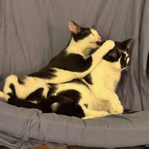 Oreo thumbnail 6