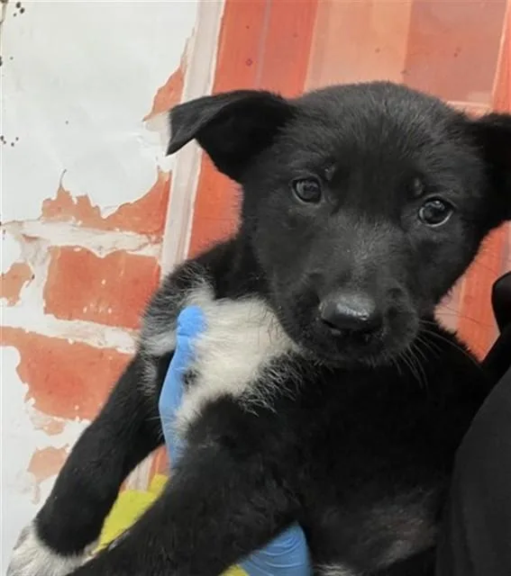 A baby small-sized female German Shepherd Dog dog named Libby for adoption in San Bernardino, CA