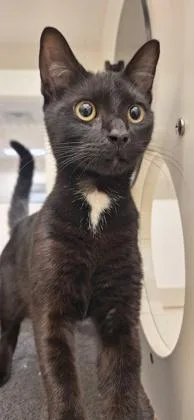 An adult medium-sized male Domestic Short Hair cat named Chairman Meow for adoption in Vero Beach, FL