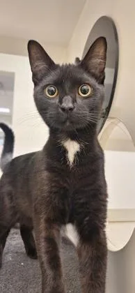 Chairman Meow thumbnail 2