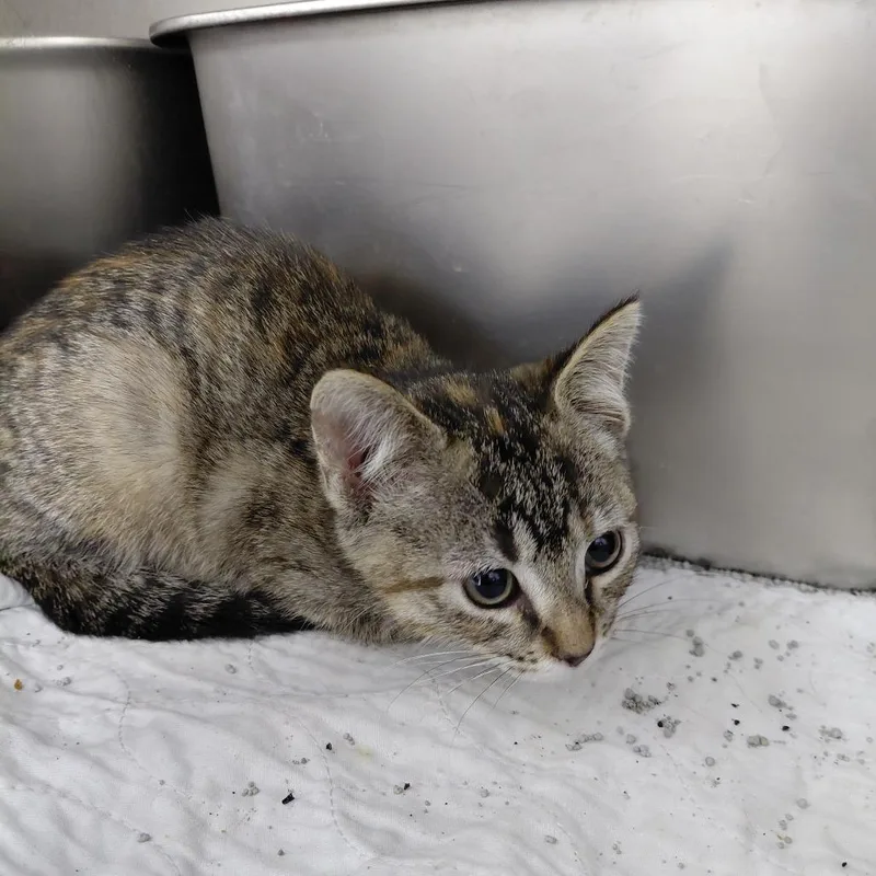 A baby small-sized female Brown / Chocolate Domestic Short Hair cat named CSASStray for adoption in Springtown, TX