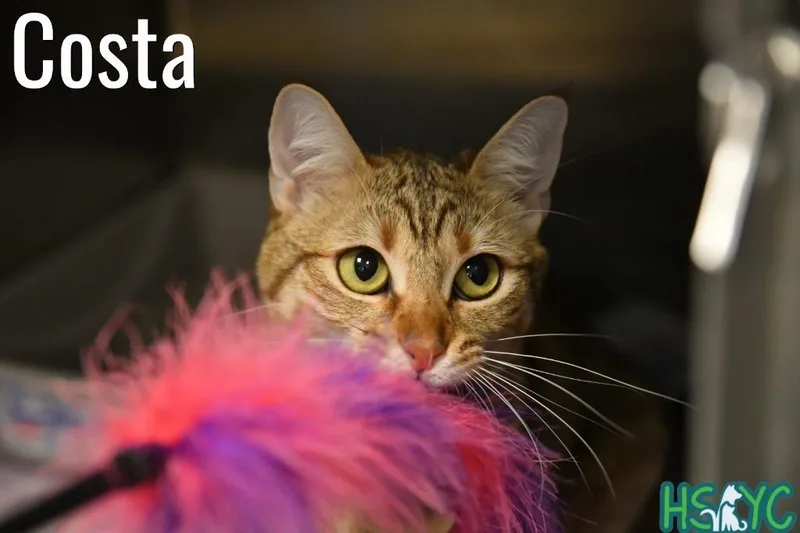 A young medium-sized female Domestic Short Hair cat named Costa for adoption in Fort Mill, SC