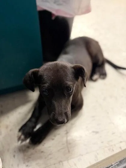 A young medium-sized female Black Mixed Breed dog named Patsy for adoption in Leitchfield, KY