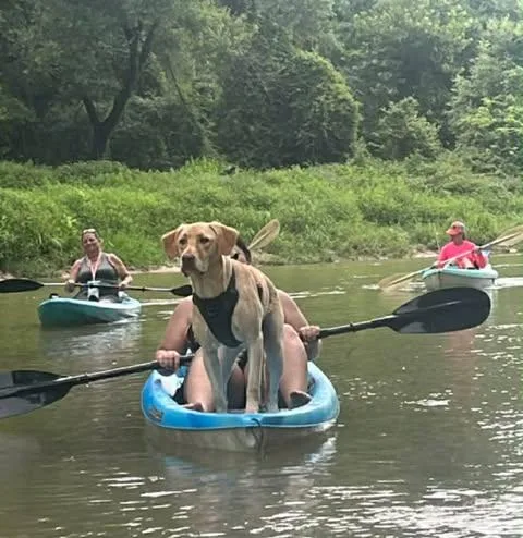 An adult large-sized male Yellow Labrador Retriever dog named Scout for adoption in Killingworth, CT