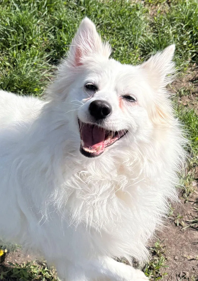 An adult small-sized female American Eskimo Dog dog named Eska for adoption in Iowa City, IA