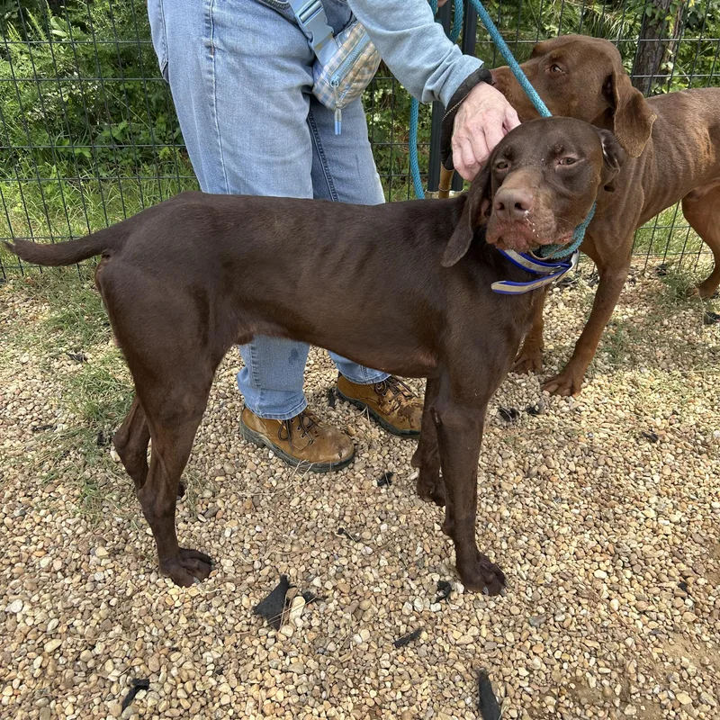 An adult medium-sized male Red / Chestnut / Orange German Shorthaired Pointer dog named Caribou for adoption in Charles City, VA