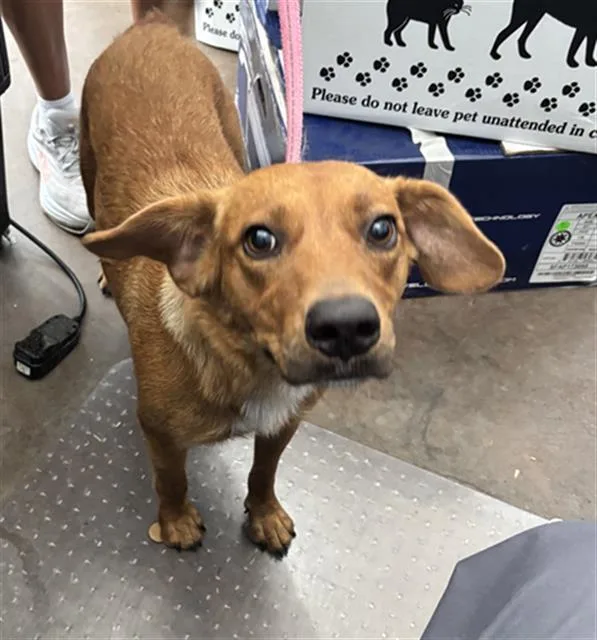 An adult medium-sized female Mixed Breed dog named Red for adoption in Dallas, TX