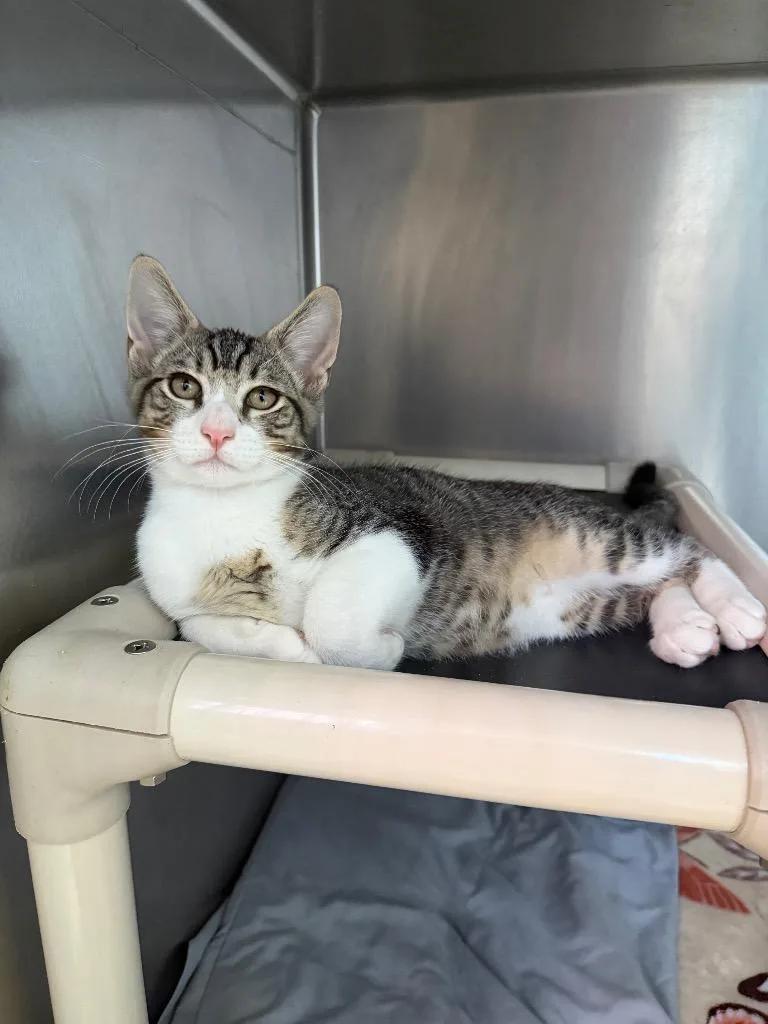 A baby medium-sized male Domestic Short Hair cat named Felix for adoption in Pomona, NY