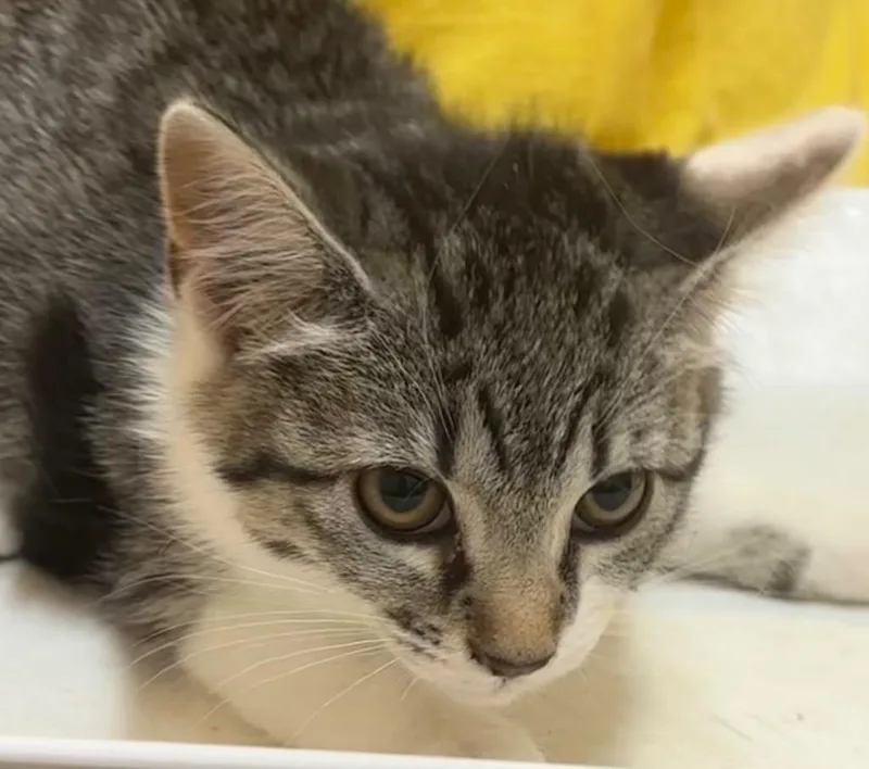 A baby small-sized female Domestic Short Hair cat named Brylie for adoption in Elizabethton, TN