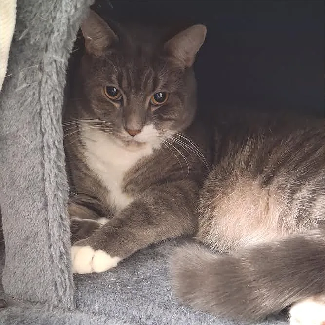 An adult large-sized male Gray / Blue / Silver Domestic Short Hair cat named Pistachio for adoption in Springfield, MA
