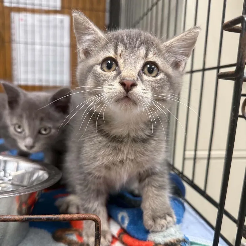 A baby small-sized male Domestic Short Hair cat named Scampi for adoption in Caryville, TN