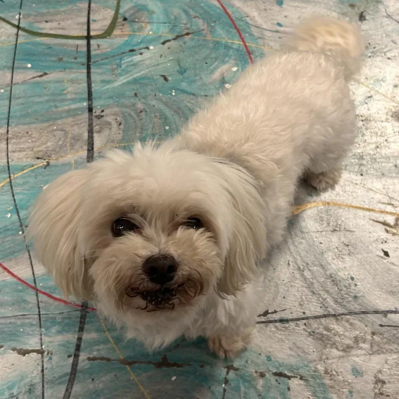 Bosley