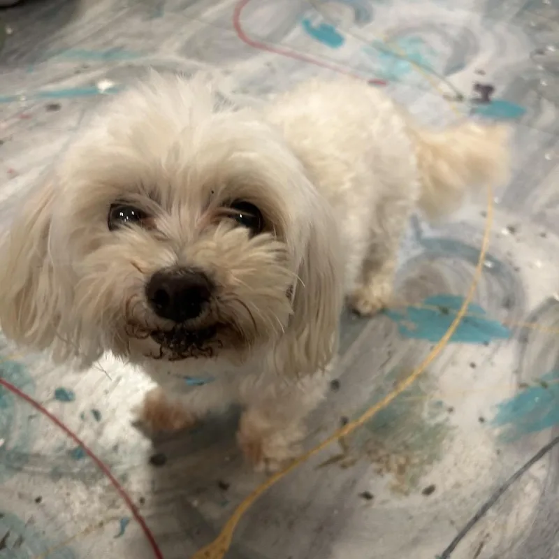 Bosley thumbnail 4