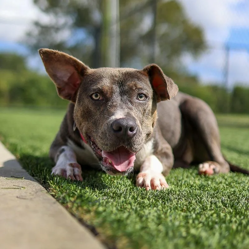 A young medium-sized female Gray / Blue / Silver Pit Bull Terrier dog named Morticia for adoption in Bradenton, FL