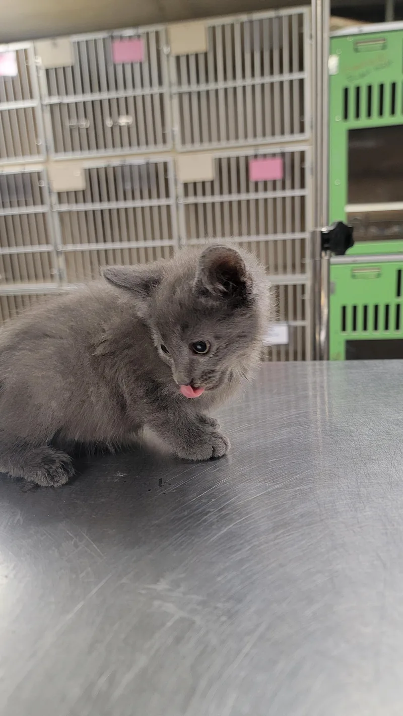 A young medium-sized male Domestic Short Hair cat named Aj for adoption in Salem, OH