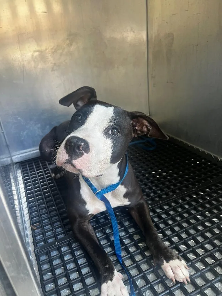 A young small-sized female Mixed Breed dog named Marley for adoption in Douglasville, GA