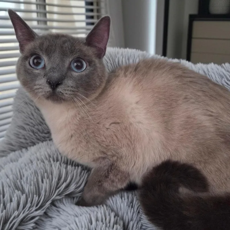 A young small-sized female Gray / Blue / Silver Siamese cat named Shrimp for adoption in Brea, CA