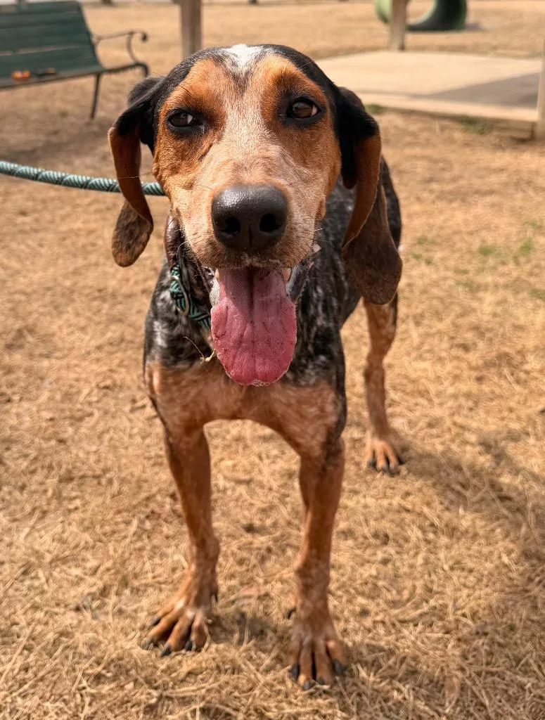An adult medium-sized female Bluetick Coonhound dog named Polly Pocket for adoption in Ocala, FL