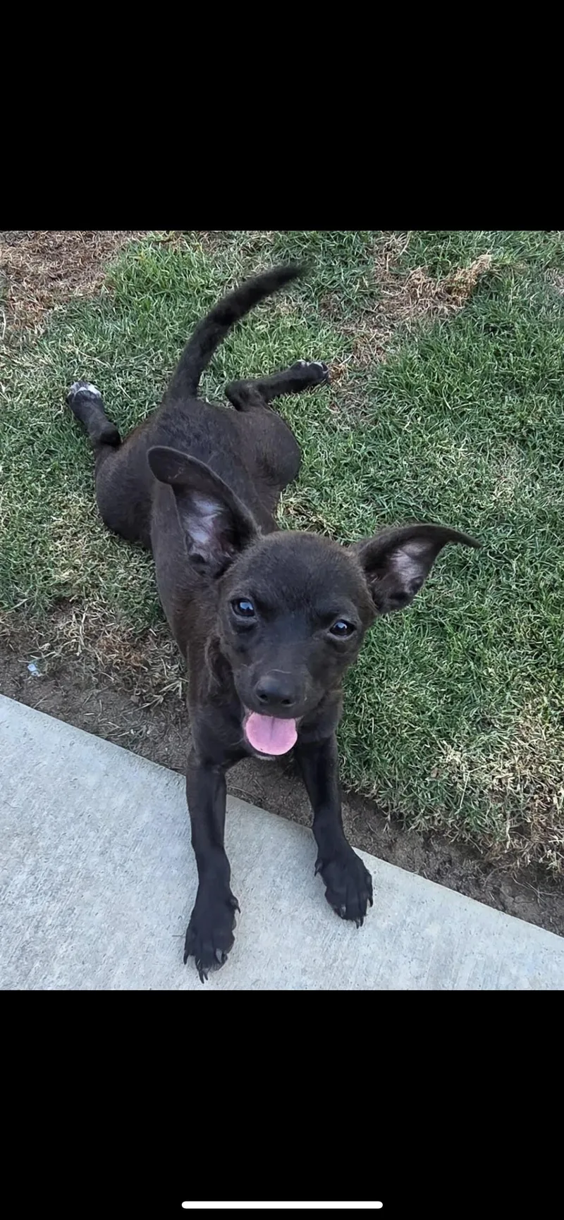 A baby small-sized female Black Chihuahua dog named Maisey for adoption in Hamden, CT