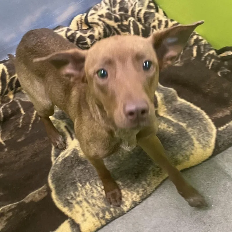 A young medium-sized female Brown / Chocolate Australian Cattle Dog / Blue Heeler dog named Hazel for adoption in Spokane, WA