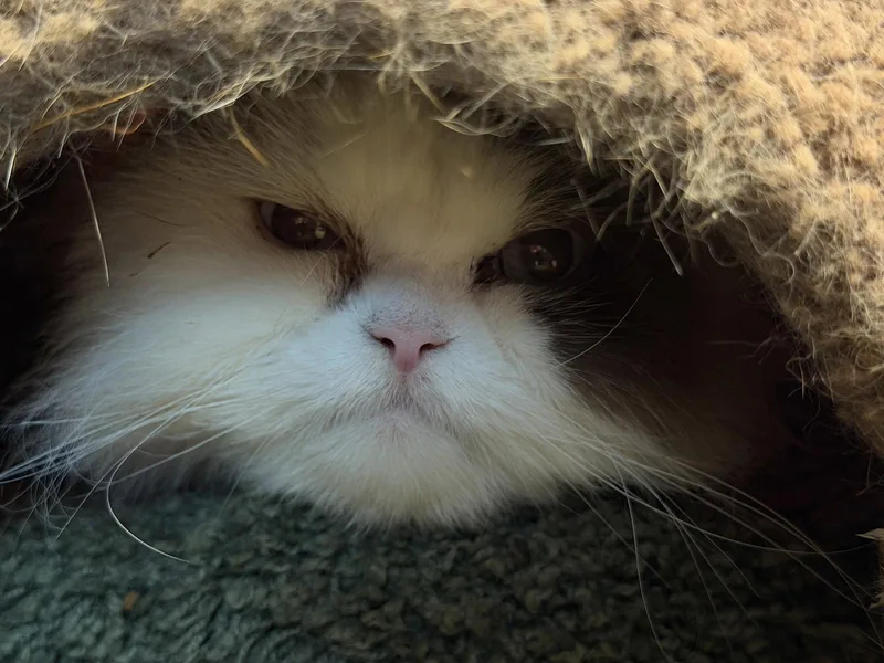 An adult medium-sized male Domestic Long Hair cat named Toby Declaw for adoption in Broomall, PA