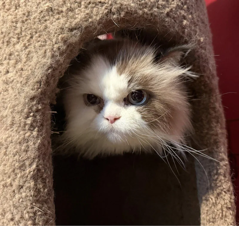 Toby Declaw thumbnail 2