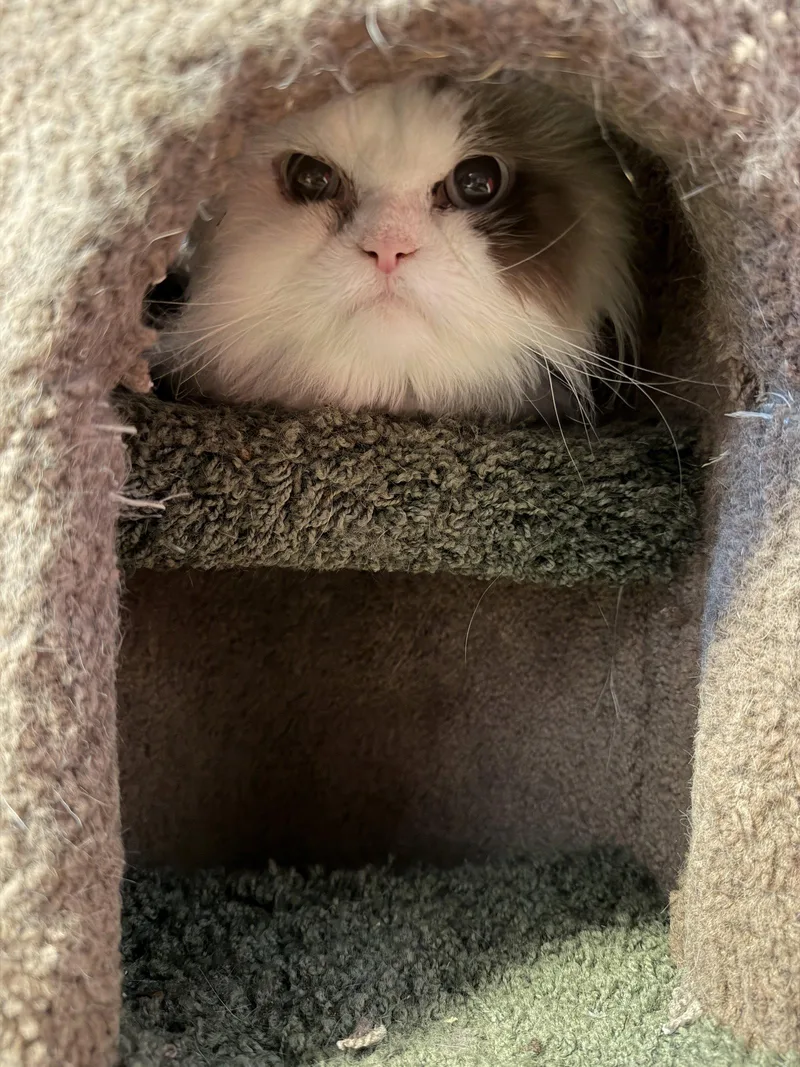 Toby Declaw thumbnail 3