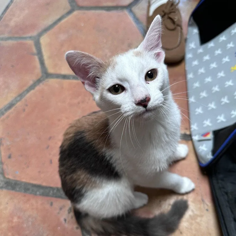 A baby medium-sized female Domestic Short Hair cat named Kanazawa for adoption in Dallas, TX