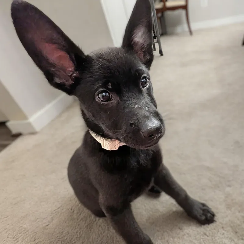 A baby large-sized male Black Shepherd dog named Rocko for adoption in Potomac, MD