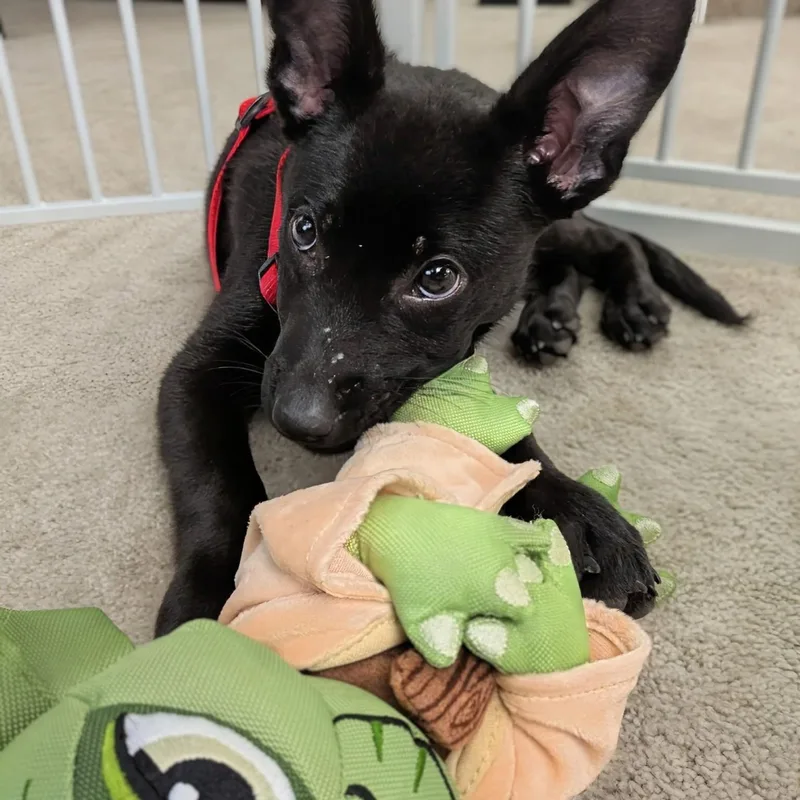 Rocko thumbnail 5