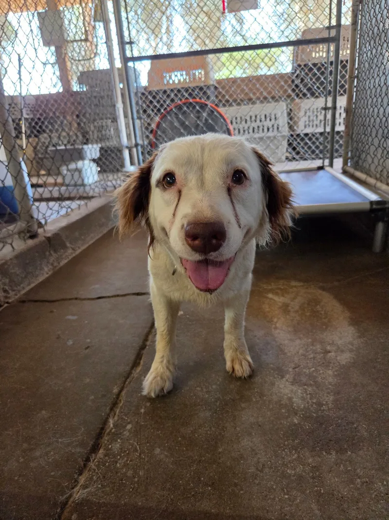 An adult large-sized female Border Collie dog named Penny for adoption in El Centro, CA