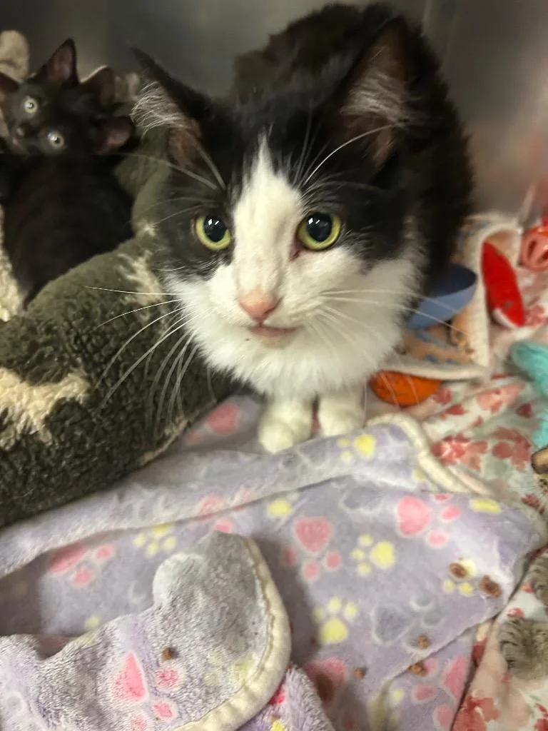 A young medium-sized female Domestic Medium Hair cat named Road Runner for adoption in Mineral, VA