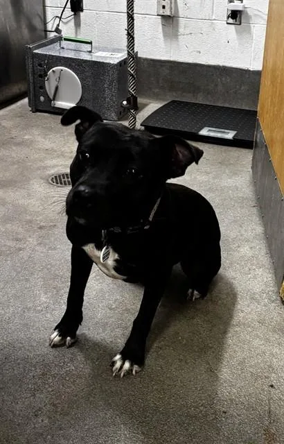 An adult medium-sized female Pit Bull Terrier dog named Tameka for adoption in Upper Marlboro, MD