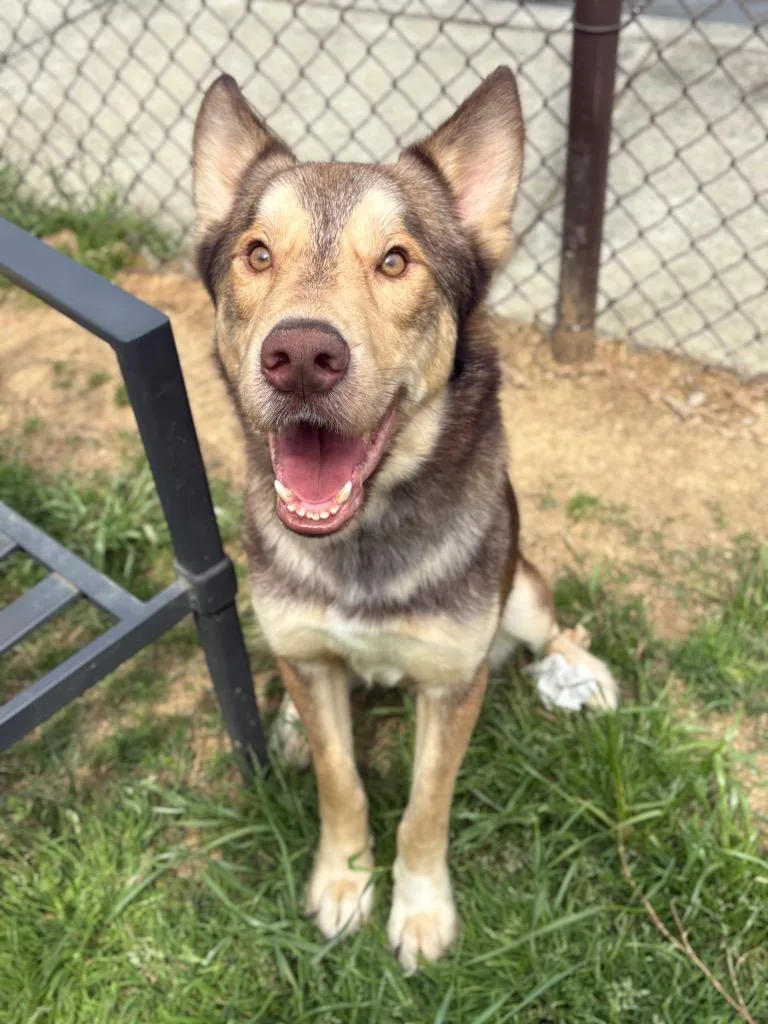 A young large-sized male Mixed Breed dog named Wile E. Coyote for adoption in Rome, GA