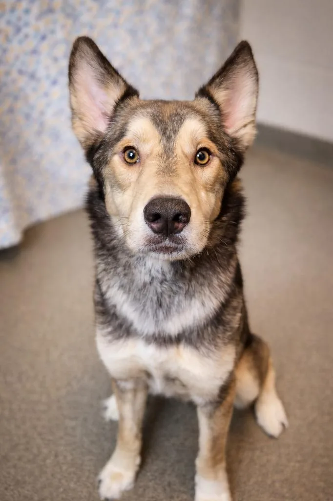 Wile E. Coyote thumbnail 2