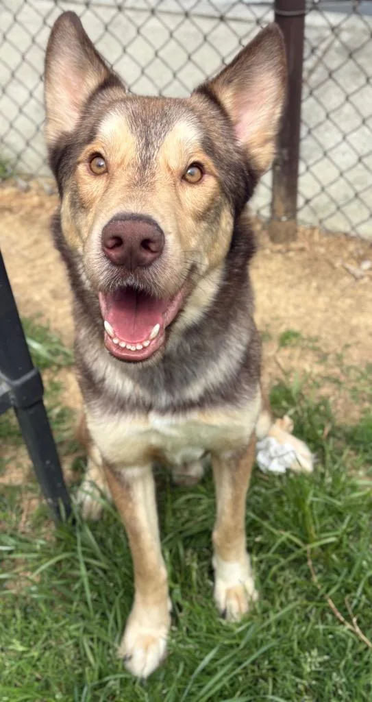 Wile E. Coyote thumbnail 3