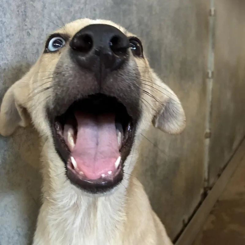 A young medium-sized male Husky dog named Porridge for adoption in Edinburg, TX