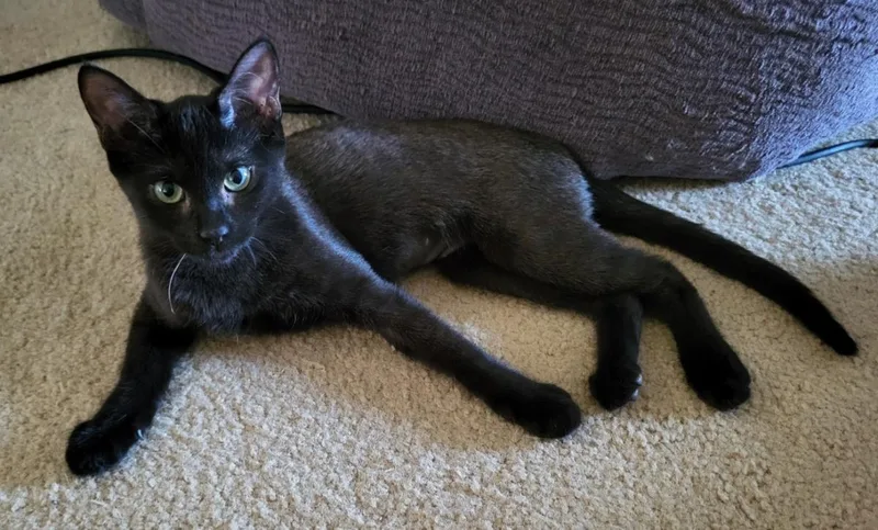 A baby small-sized female Black Domestic Short Hair cat named Kiwi Berri for adoption in Chandler, AZ