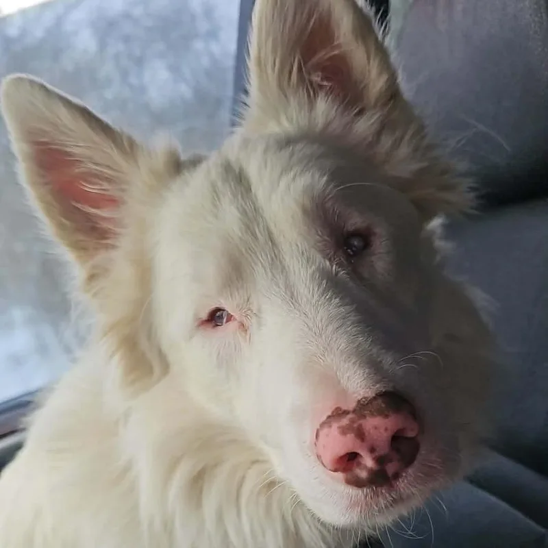 An adult medium-sized male White / Cream Border Collie dog named Atlas for adoption in Union City, PA