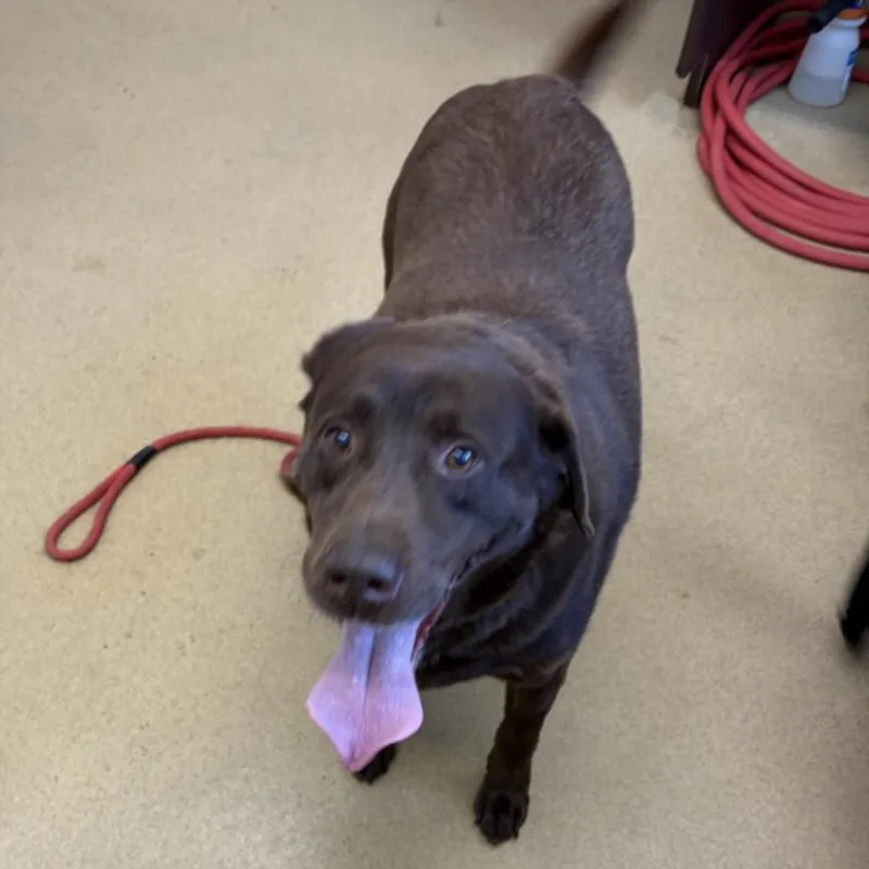 An adult medium-sized male Labrador Retriever dog named Miko for adoption in Derwood, MD
