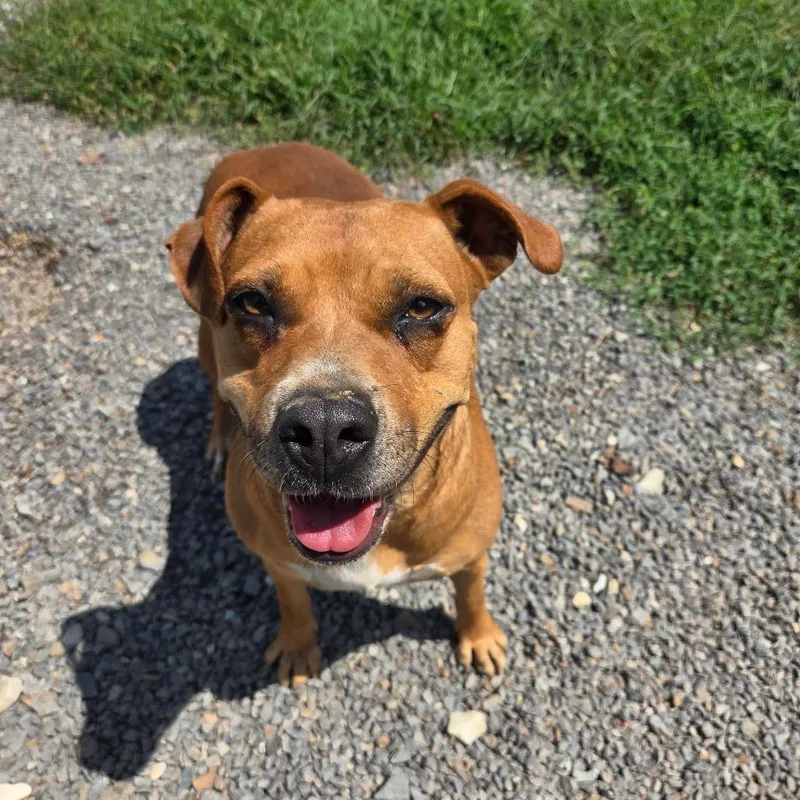 An adult medium-sized female Red / Chestnut / Orange Mixed Breed dog named Maisley for adoption in Marble, NC