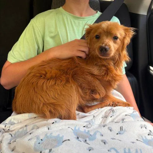 A baby small-sized male Red / Chestnut / Orange Chihuahua dog named Remy for adoption in Sanford, NC