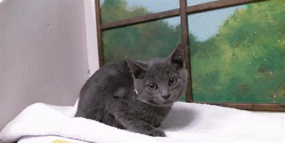 A baby small-sized male Russian Blue cat named Clove for adoption in Houston, TX